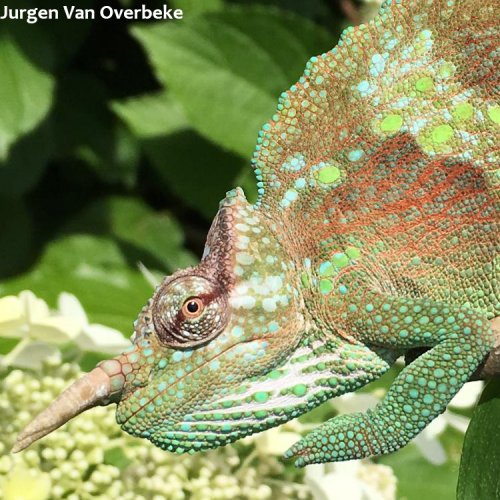 World Chameleon Species Tour: Trioceros montium