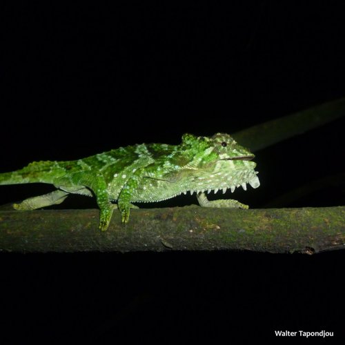 Trioceros quadricornis eisentrauti juvenile 2 copy SQU.jpg