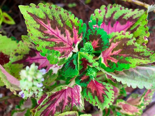 watermelon-coleus-pink-and-green-foliage-solenostemon-scutellarioides-shutterstock-com_13471.jpg