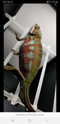 Screenshot_20190518-210306_Photobucket.jpg