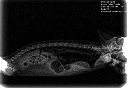 Miss Crawly.1-28-May-2019.jpg