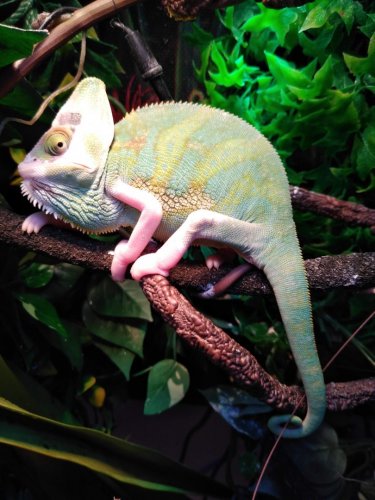 Piebald Male Veiled Chameleon.jpg