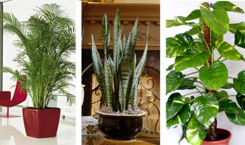 plants1.jpg