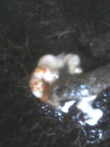 poop2.jpg