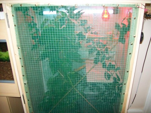 Chameleon viv2.jpg