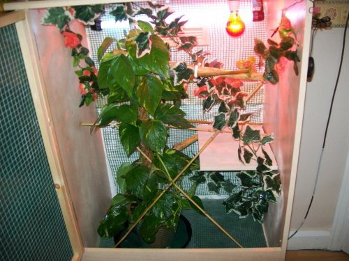 Chameleon viv 1.jpg