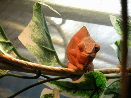 Pumkin2 (640x480).jpg