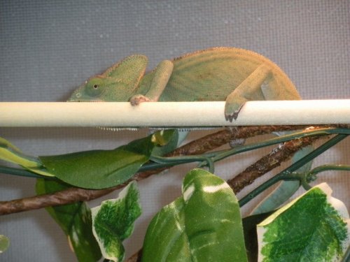 Victoria (640x480).jpg