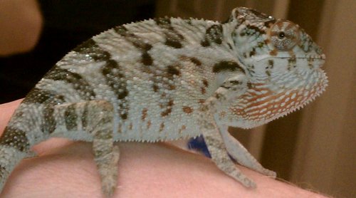 bobotic fired up.jpg