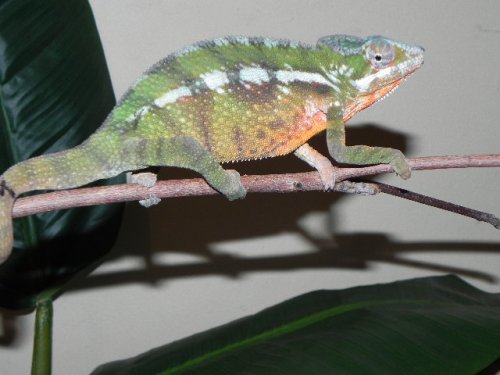Tamatave4.jpg