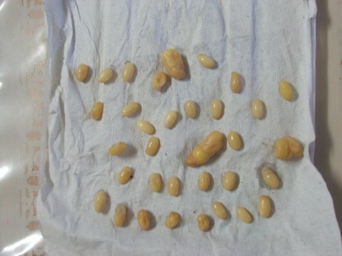 cham eggs.jpg