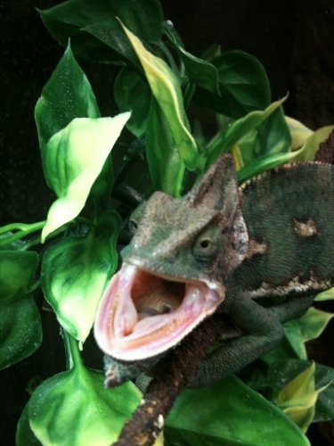 Gir Getting Upset.jpg