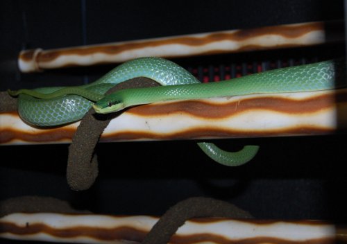 deremensis baby shedding 011.jpg