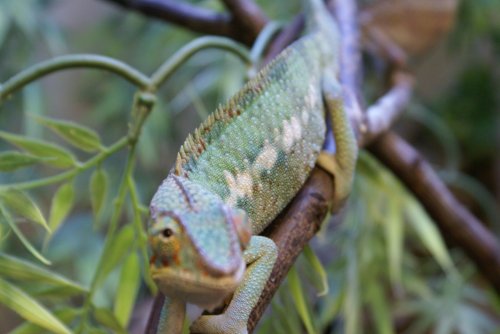 chameleon.jpg