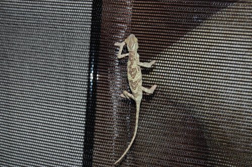 lizard4.jpg