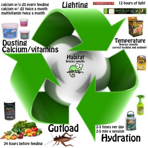 basic chameleon care copy.jpg