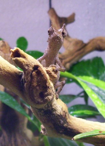 superciliaris male front.jpg