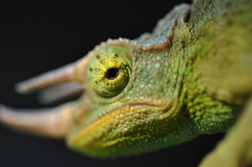 Chameleon056.jpg