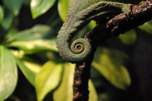 Chameleon003.jpg