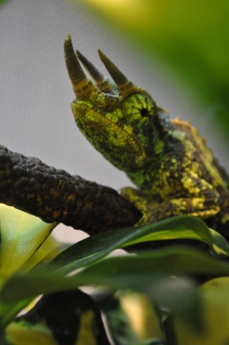 Chameleon012.jpg