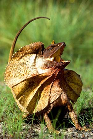 frilled-lizard.jpg