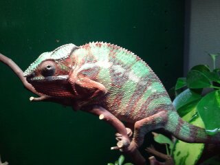 chameleons 033.jpg