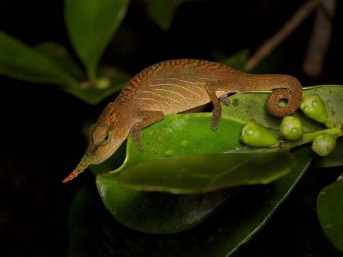 long-nosed-chameleon.jpg