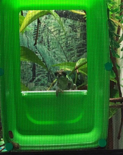 Falchion Feeder1.jpg