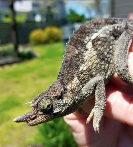 Chuck G female 2.png