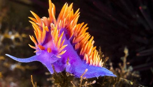 nudibranchLEAD.jpg.653x0_q80_crop-smart.jpg