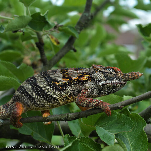 Furcifer minor Male 1.jpg