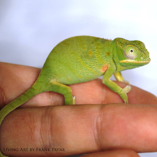 Furcifer minor female 3.jpg