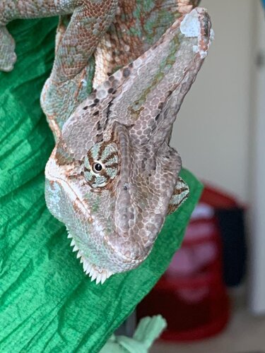 Kevin Casque June 14.jpg