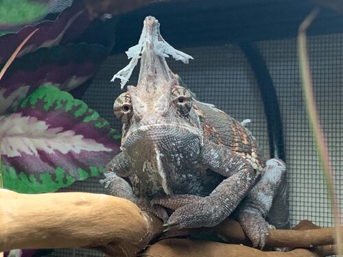 Kevin's Party Hat.jpg