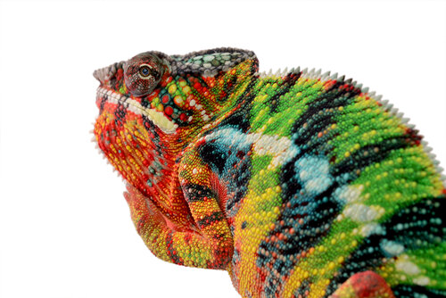 Nat-Geo-Panther-Chameleon-Sire-4.jpg