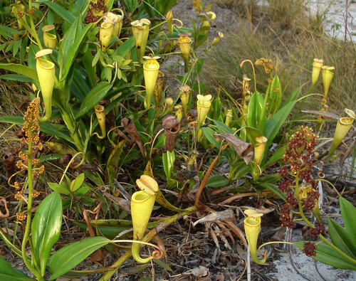 Nepenthes_madagascariensis_plants.jpg