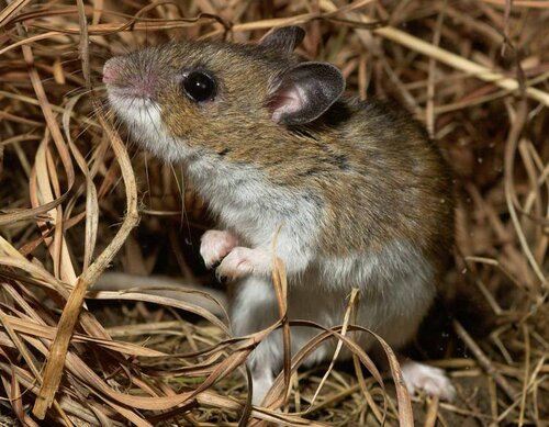 Deer_Mouse_P_maniculatus_7-16-18.jpg