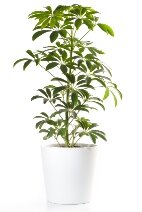 schefflera.jpg