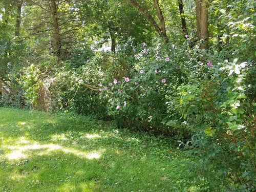 20190731_130338.jpg