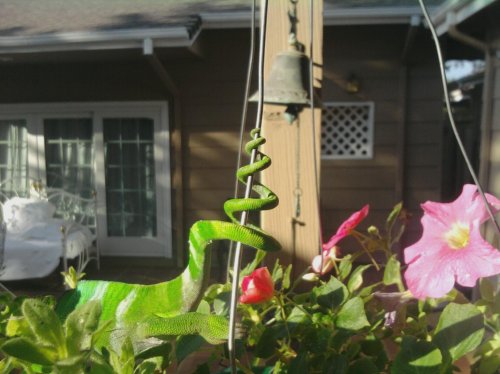 dresden spiral tail.jpg