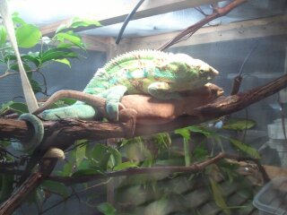 chameleons 014.jpg