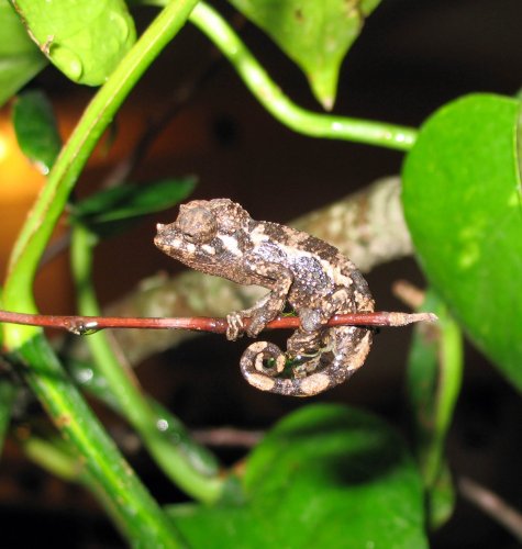 BABY CHAM 1.jpg