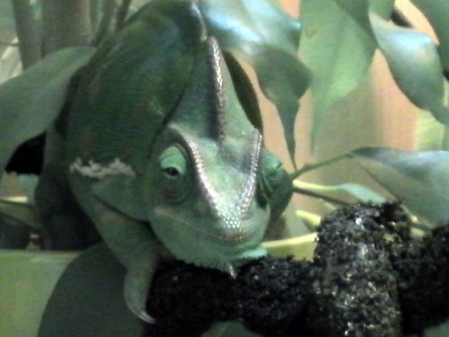 gizzy mo 005.jpg