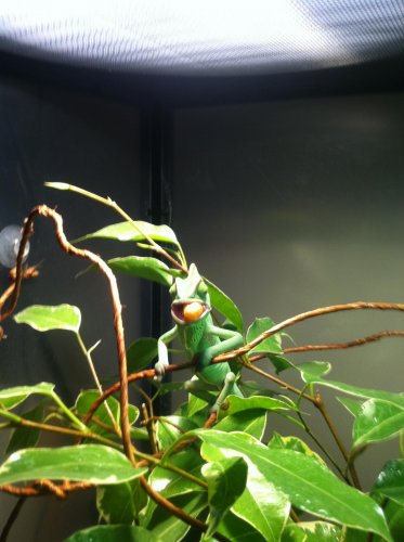 Chameleon 009.jpg