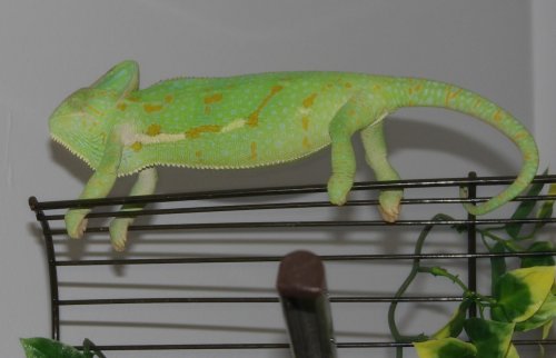 Tippy Toes Sleeper.jpg