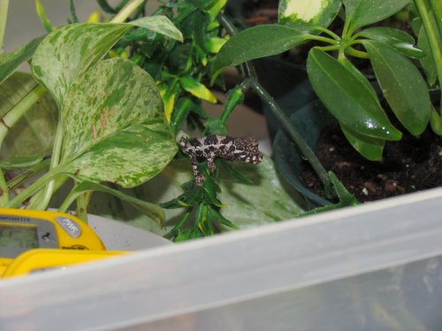 baby Lizards ethans new bike 098.jpg