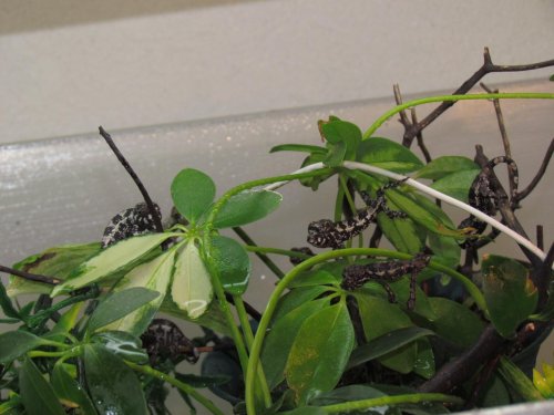 baby Lizards ethans new bike 095.jpg