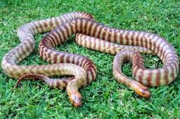 Woma pair.jpe