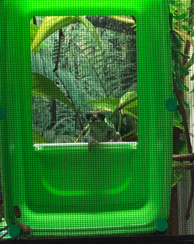 Falchion Feeder1.jpg