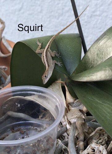 Brown Anole Experiment